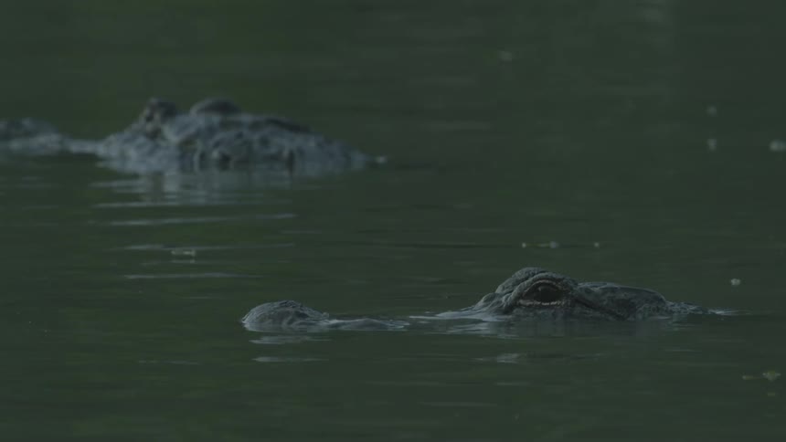 Two alligators in some murky water as seen on the surface