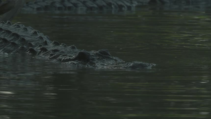 Alligators stalk in swampy water