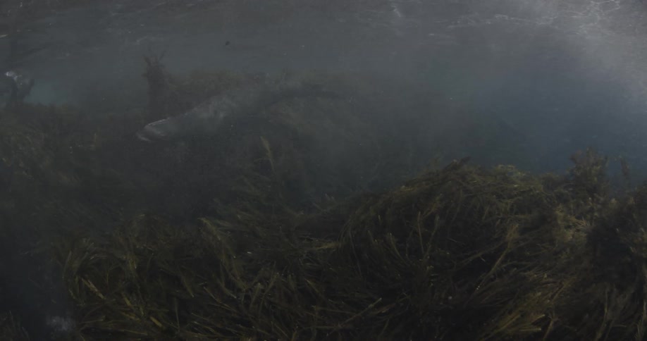 A seal swims through the seaweed underwater