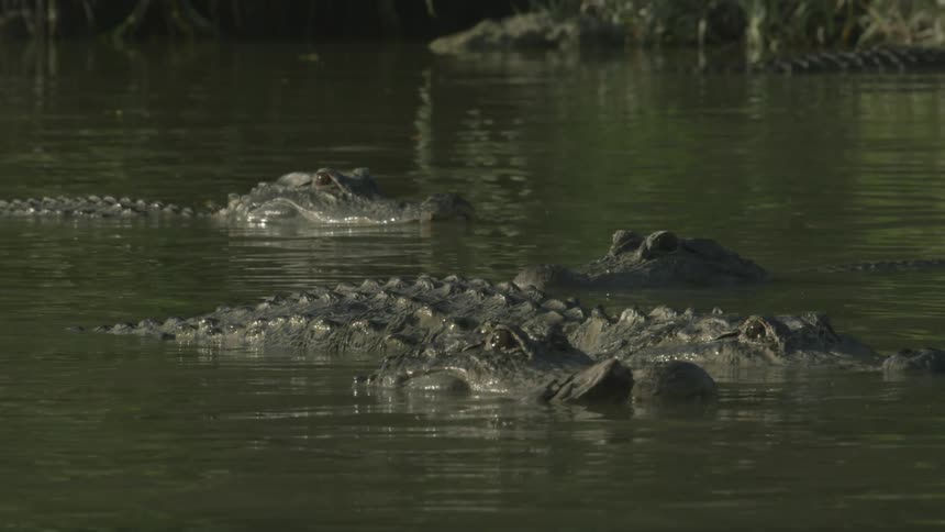 Alligators swimming in a river
