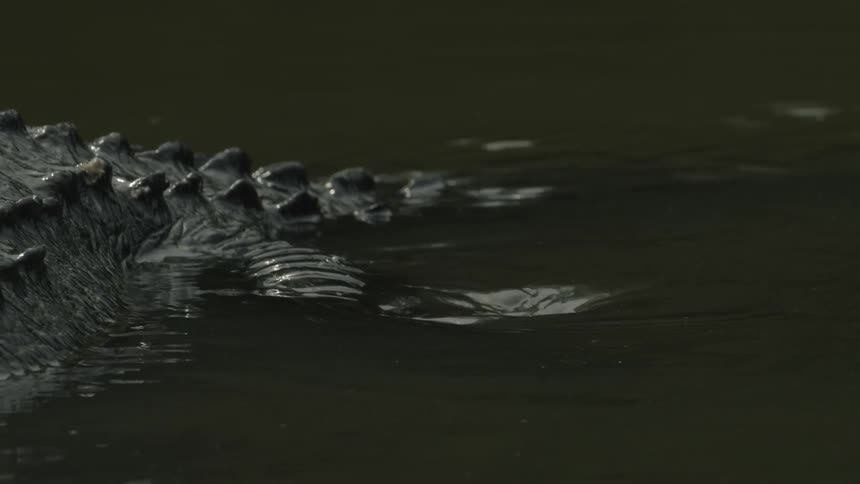 An alligator rests in shallow water