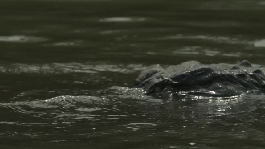 An alligator lurking in the water is moving its head