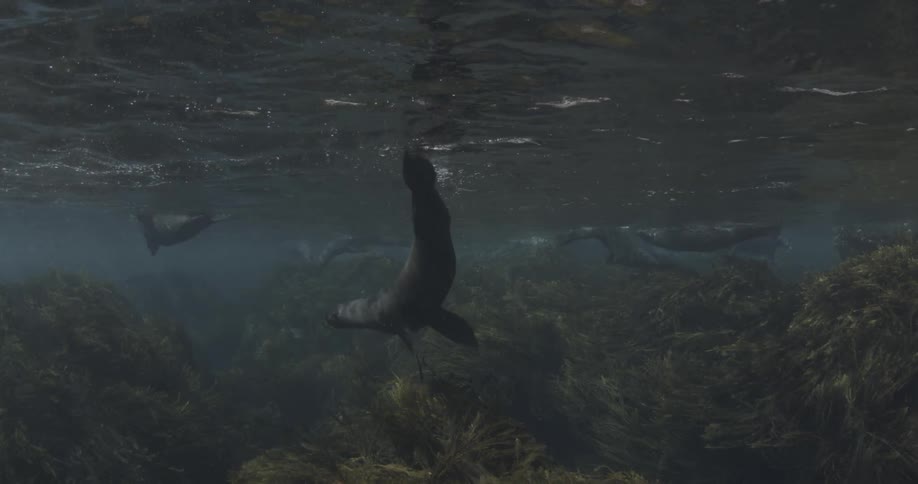 Seals swim in shallow water