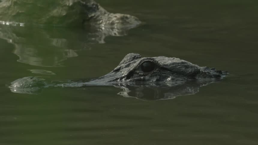 Alligators are swimming on the surface of the water