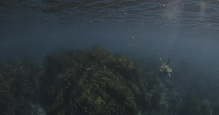 A sea turtle swimming by himself in the ocean