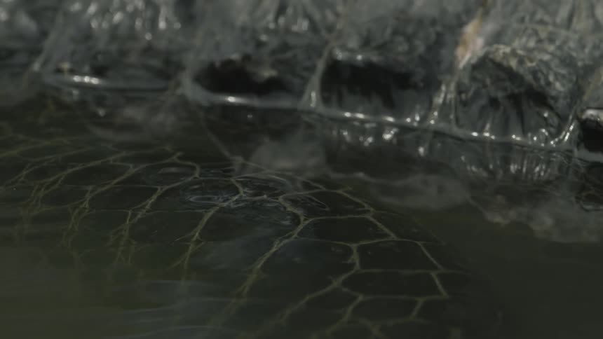 An alligator is lurking in the water during the day