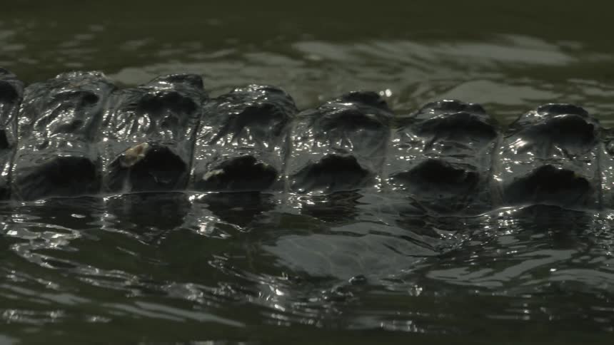 An alligator is swimming in the water and it is a close up view