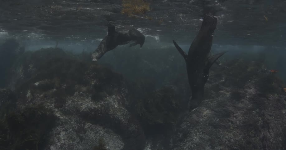A group of seals are swimming around the rocks in the ocean