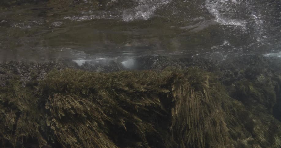 Underwater plants move with the ocean waves
