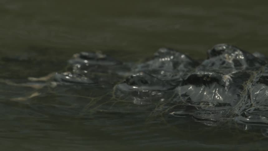 A crocodile moves slowly in the water