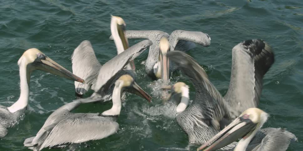 Several seabirds going for the same piece of food