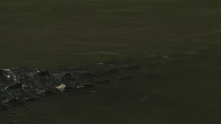 An alligator filmed on the surface of the water