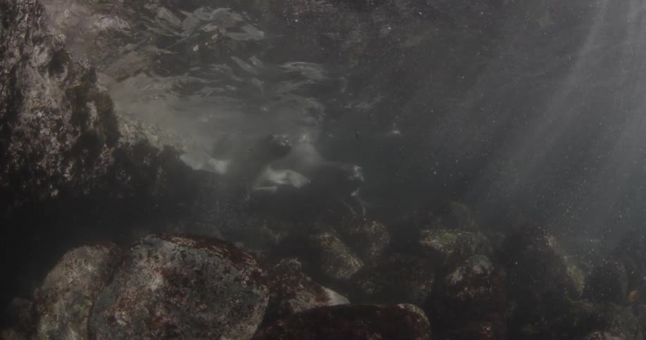 A seal swims in shallow water