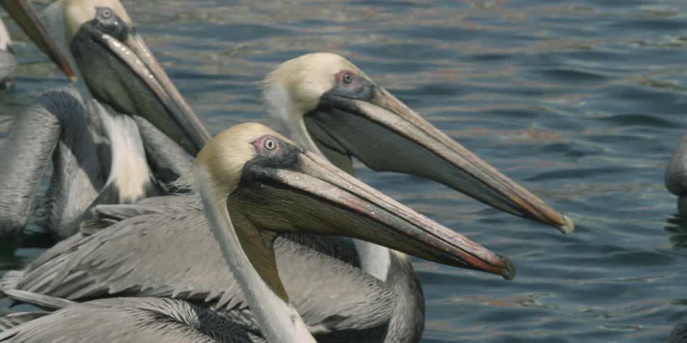 A group of pelicans are swimming around on the ocean surface