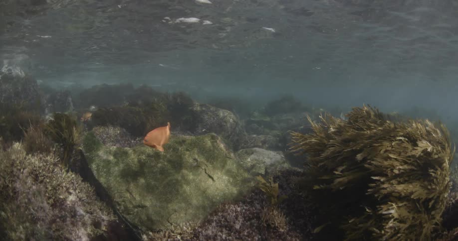 A gold fish swimming around the bottom of the sea