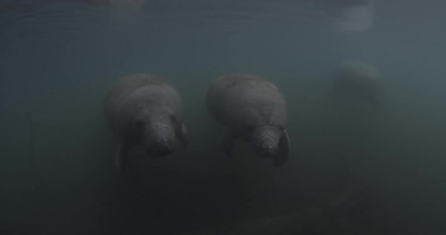 Three manatees huddle together in murky water