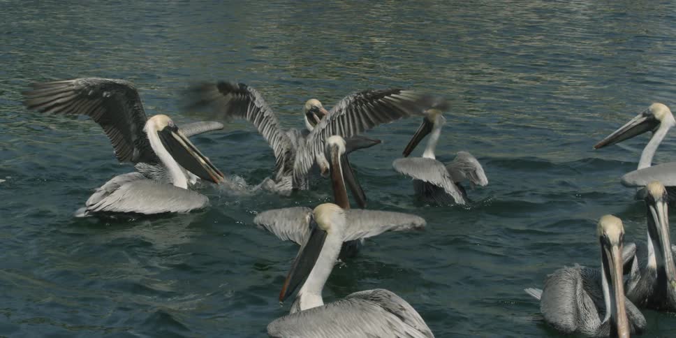 Large birds flap their wings in the water