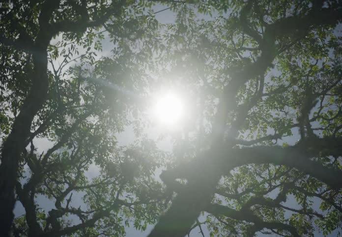 Sunlight filters through the branches and leaves of a tree creating a bright and natural scene