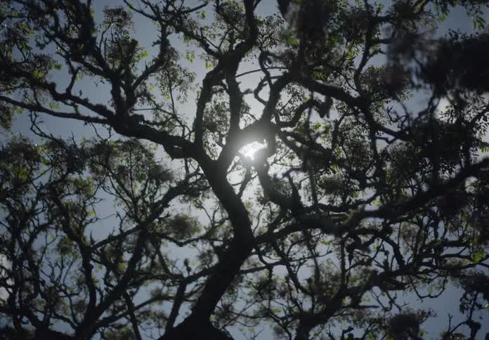 Upward view of trees against a blue sky with the sun