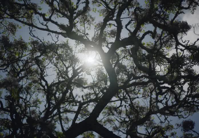 Upward view of trees against a blue sky with a clear sun