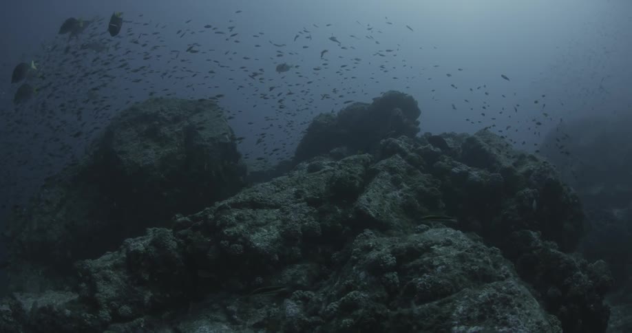 A bunch of small fish are swimming around the ocean