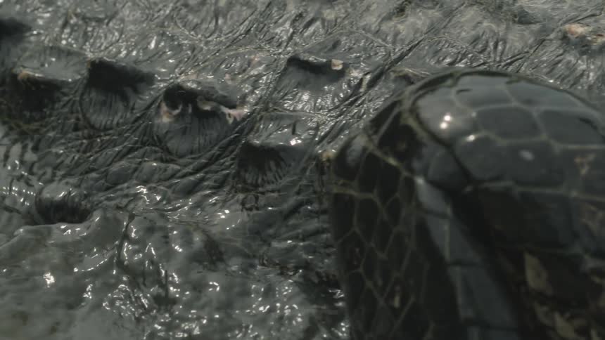 Alligators huddle together in swampy water
