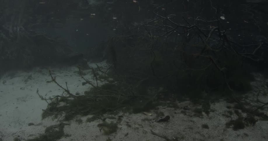 Seaweed covers the sand underwater
