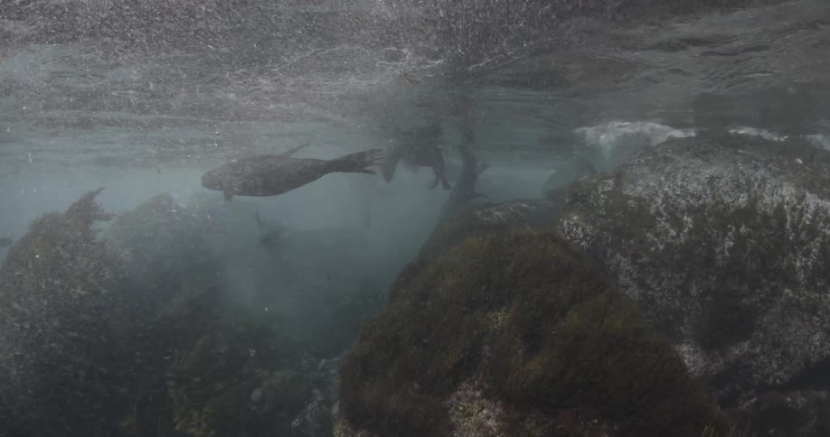 A seal swimming in the ocean