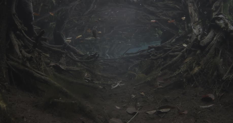 A network of tree roots underwater