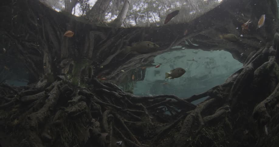 Fish swim in this small pond near some branches
