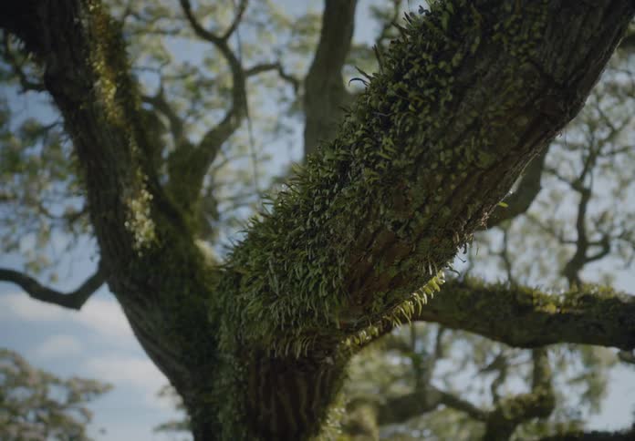 Close up of a tree trunk with moss