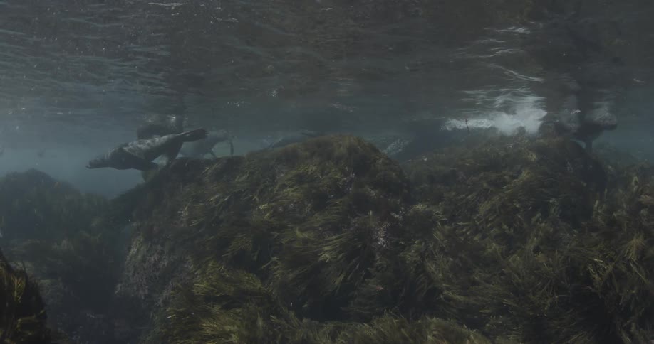 Sea lions are swimming in under the water during daylight