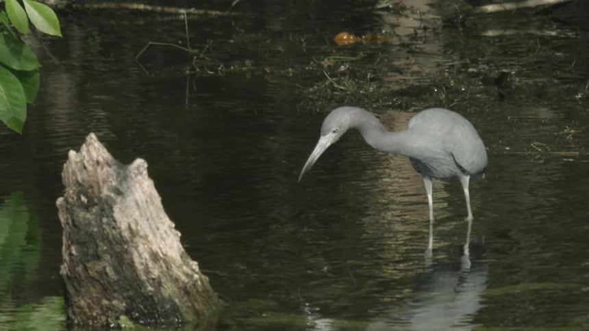 A large bird stands in the water looking down