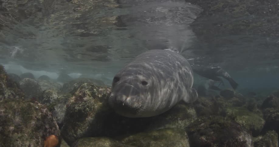 A seal swims along the rocky bottom underwater