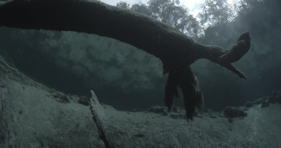 A fallen tree being filmed from under the surface of the water