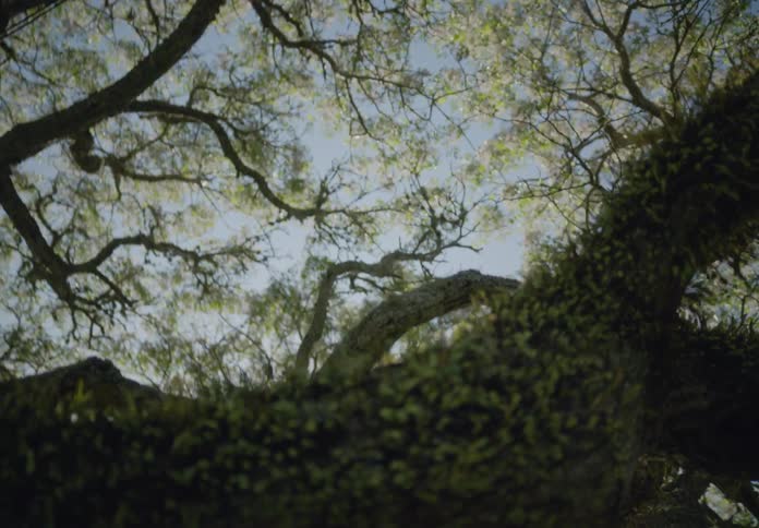 A tree with thick branches covered in moss and small textured leaves