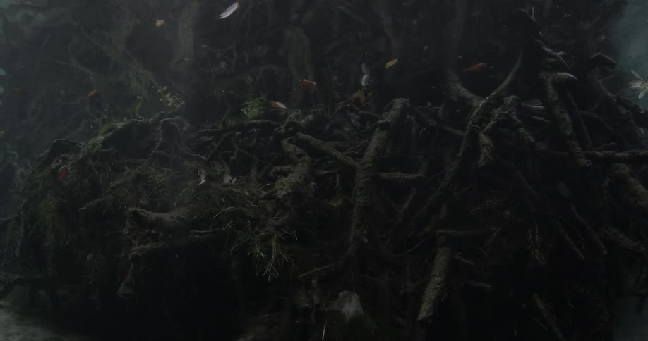 The roots of a tree are resting in shallow water in an ocean