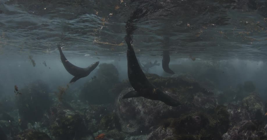 A group of seals with tails in the air swim underwater
