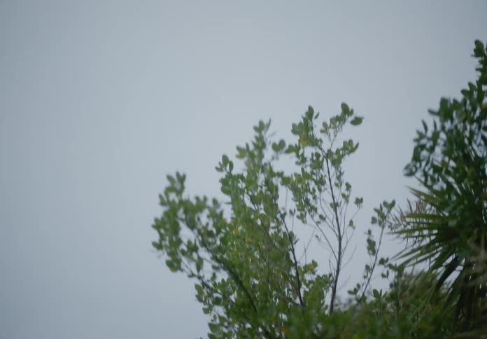 Looking up through dense tree branches the sky is overcast and grey creating a muted natural scene