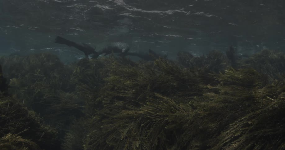 Underwater creatures swimming above seaweed