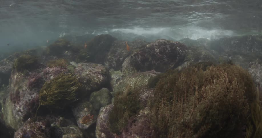 Large goldfish are swimming around the ocean rocks