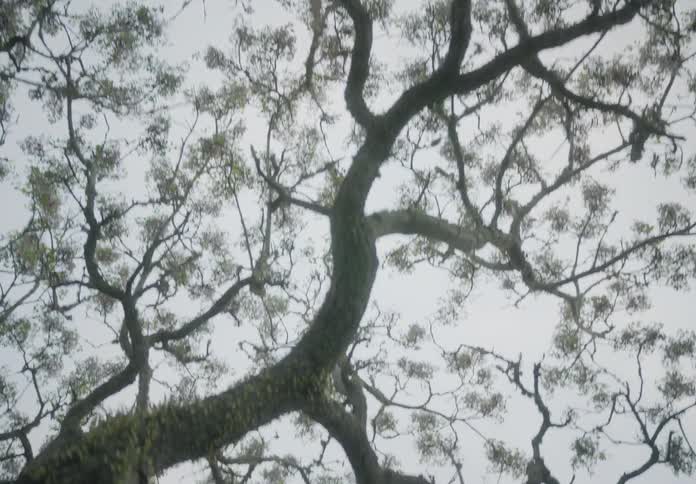 A view looking up at tree branches with sparse leaves against a cloudy sky