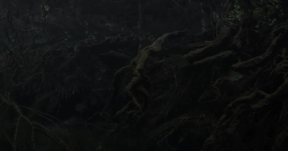Close up of some branches near the ocean floor