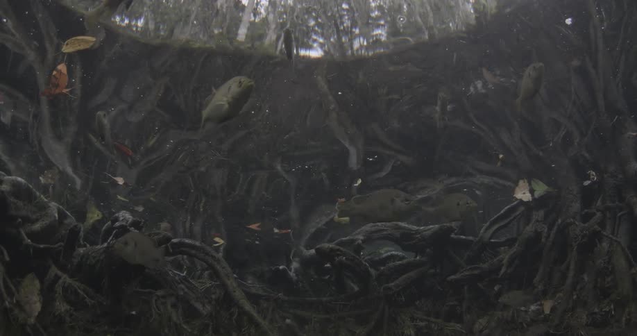 Fish swimming in crystal clear water and you can see the surface in the background