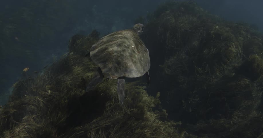 A sea turtle swims in the ocean