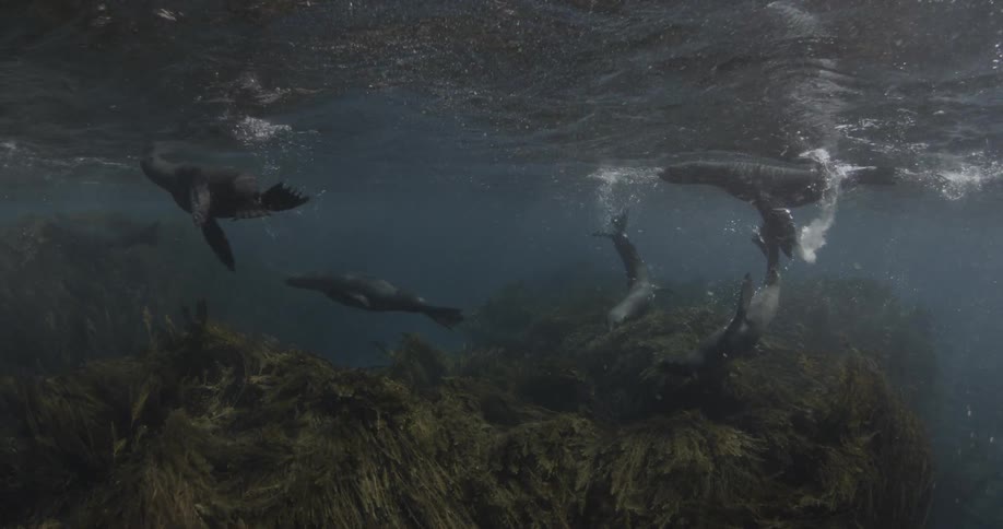 Sea lions swim around in shallow water