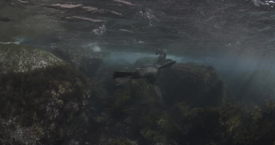 Seals dive under the water swimming
