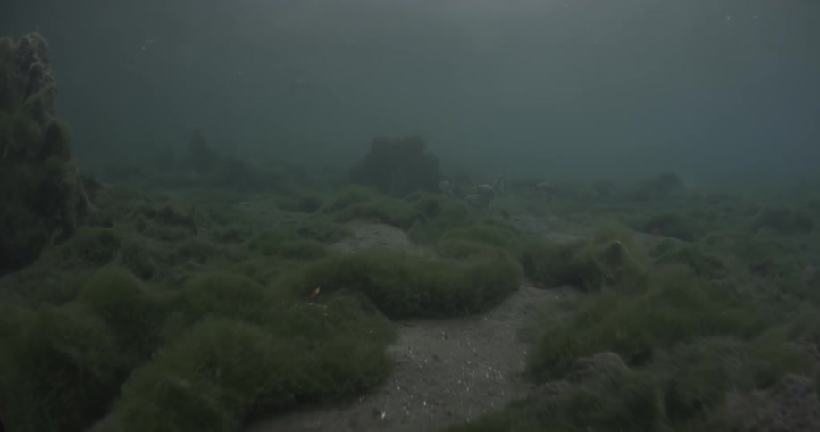 Many rocks and seaweed cover the ocean floor