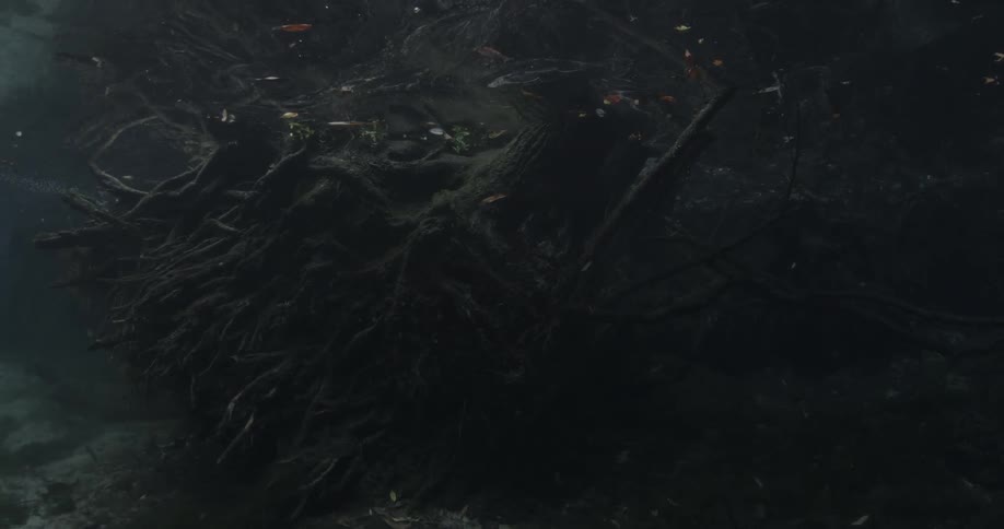 Fish swimming around underwater tree roots
