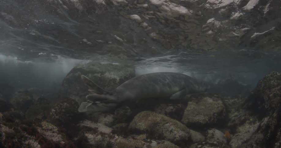 A manatee is swimming in shallow water above a rocky sea floor